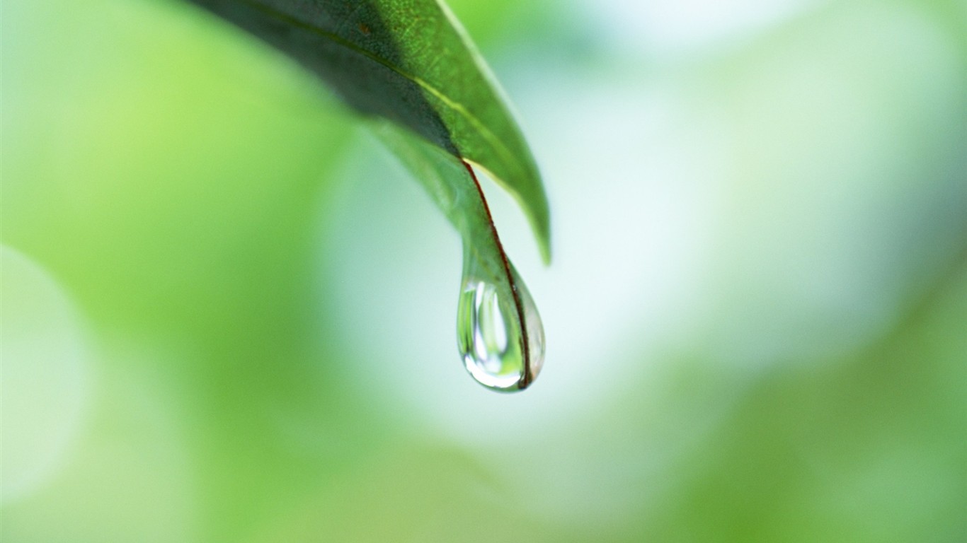 Fresh green leaf wallpaper (1) #8 - 1366x768