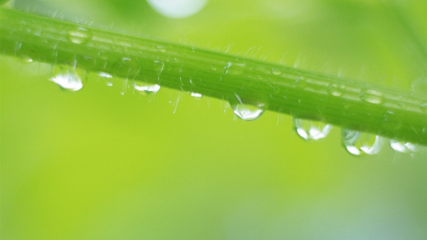 Fresh green leaf wallpaper (1) #9 - 1366x768