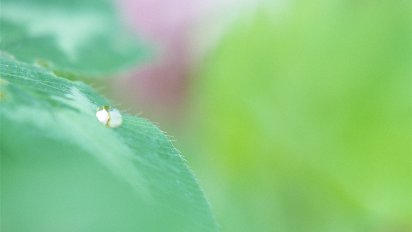 Fresh green leaf wallpaper (1) #10 - 1366x768