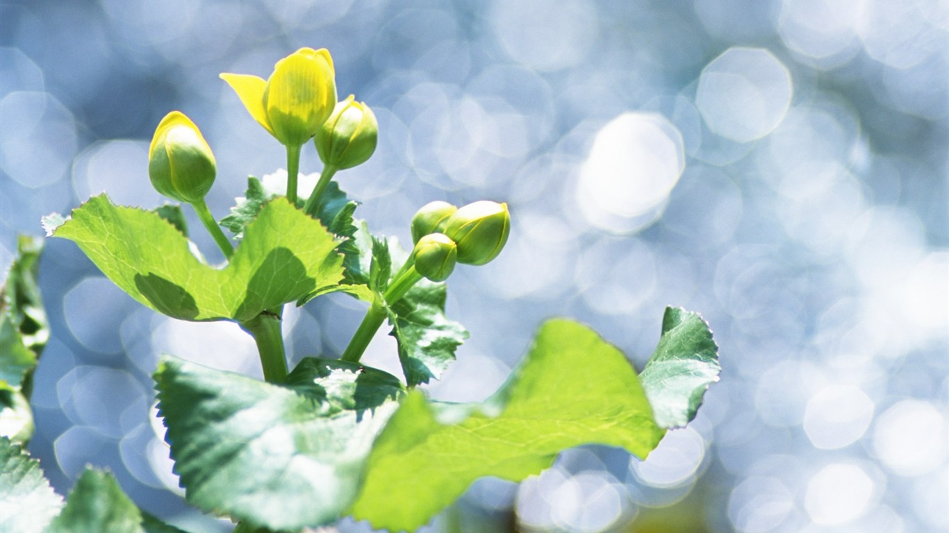 Fresh green leaf wallpaper (1) #11 - 1366x768