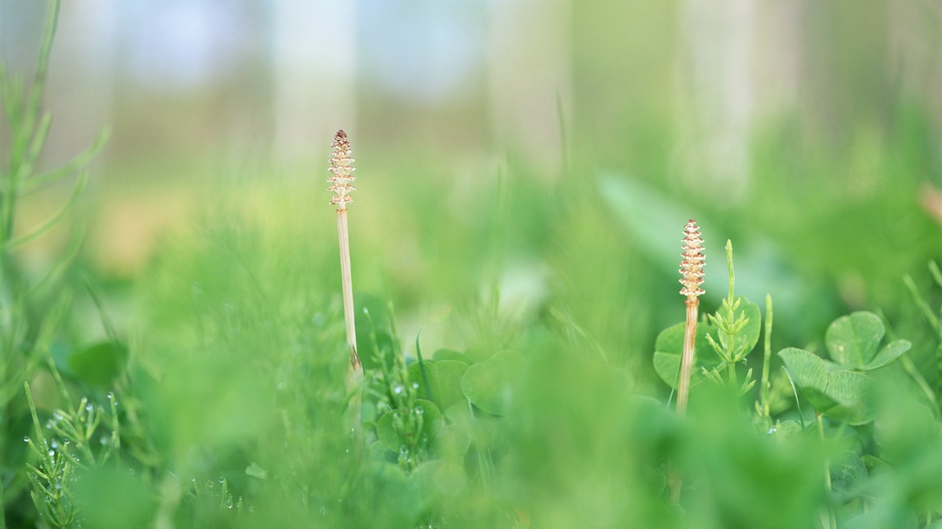 Fresh green leaf wallpaper (1) #14 - 1366x768