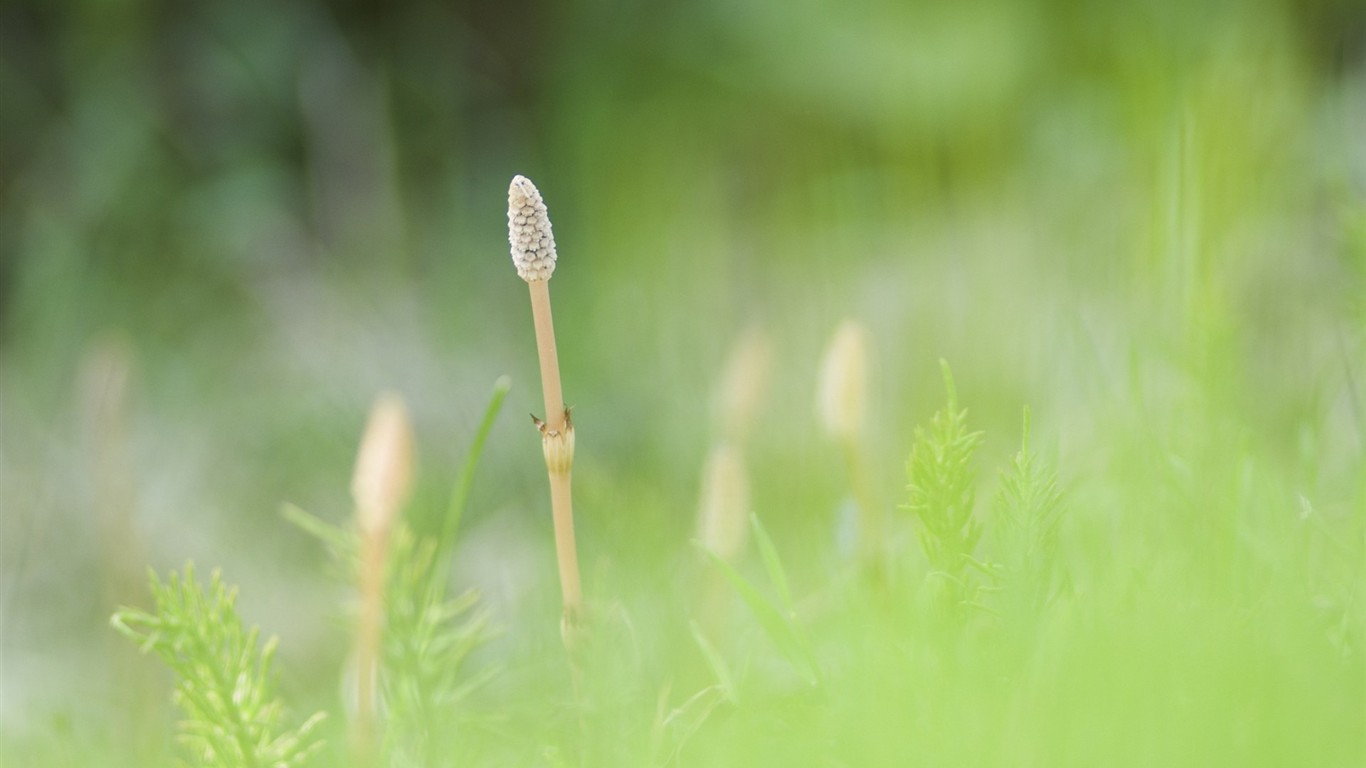 清新绿叶壁纸专辑(一)15 - 1366x768