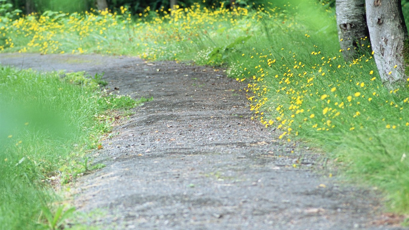 Fresh green leaf wallpaper (1) #16 - 1366x768
