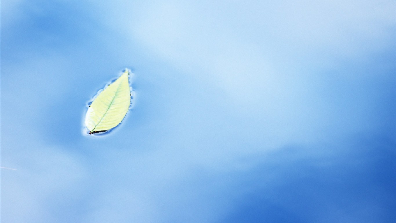 Fresh green leaf wallpaper (1) #19 - 1366x768