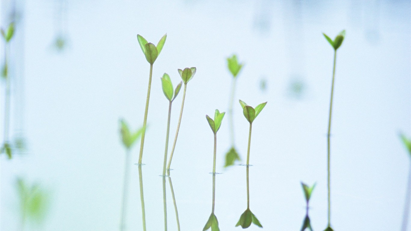Fresh green leaf wallpaper (1) #20 - 1366x768