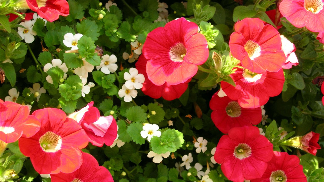 美麗鮮花桌面壁紙(一) #10 - 1366x768