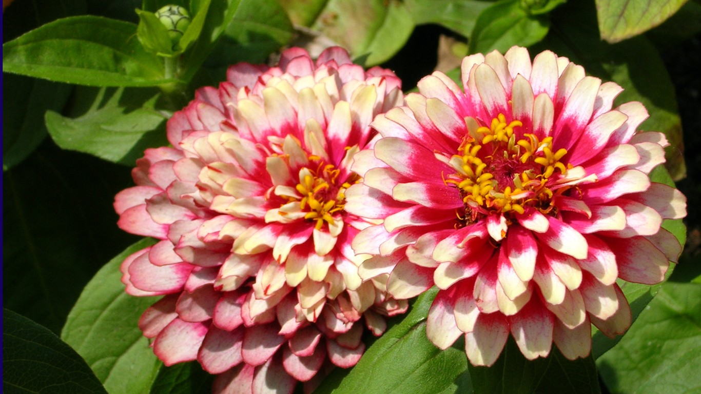 美麗鮮花桌面壁紙(一) #11 - 1366x768
