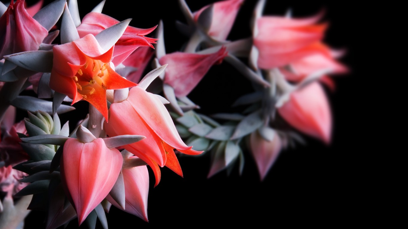 美麗鮮花桌面壁紙(一) #23 - 1366x768