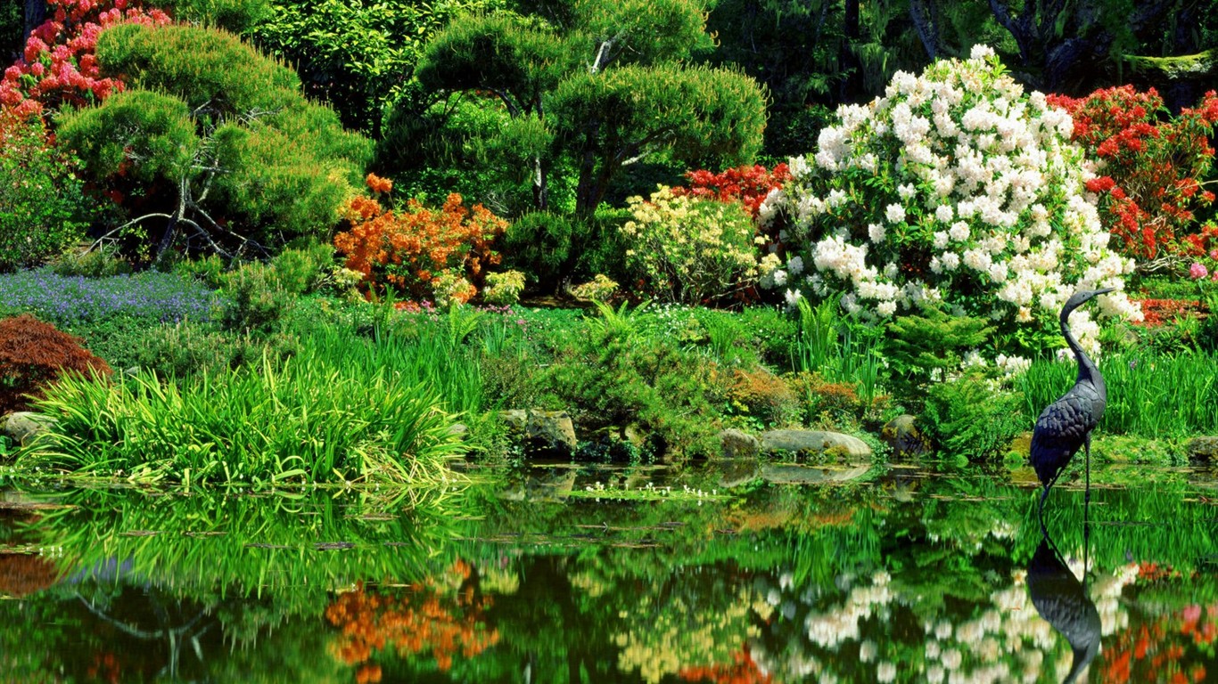 美丽鲜花桌面壁纸(一)25 - 1366x768