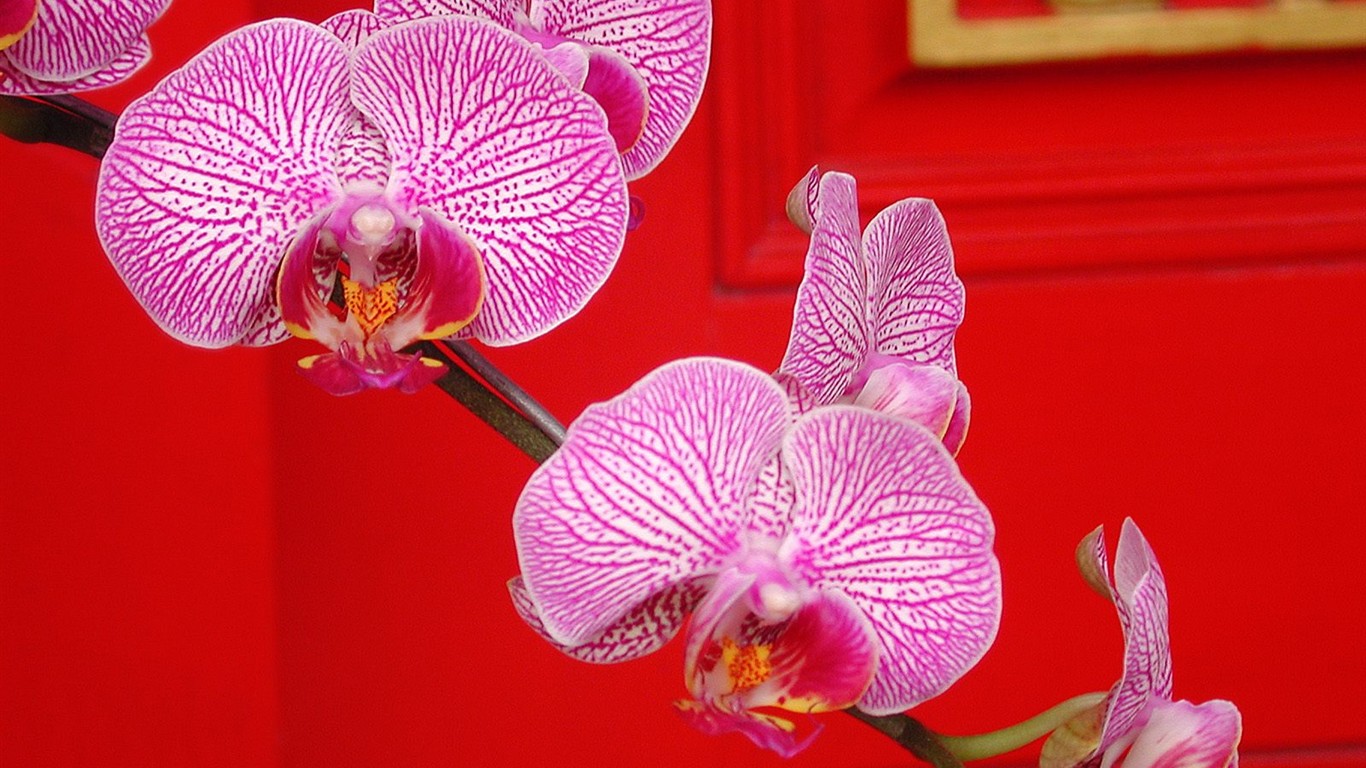 美麗鮮花桌面壁紙(一) #26 - 1366x768