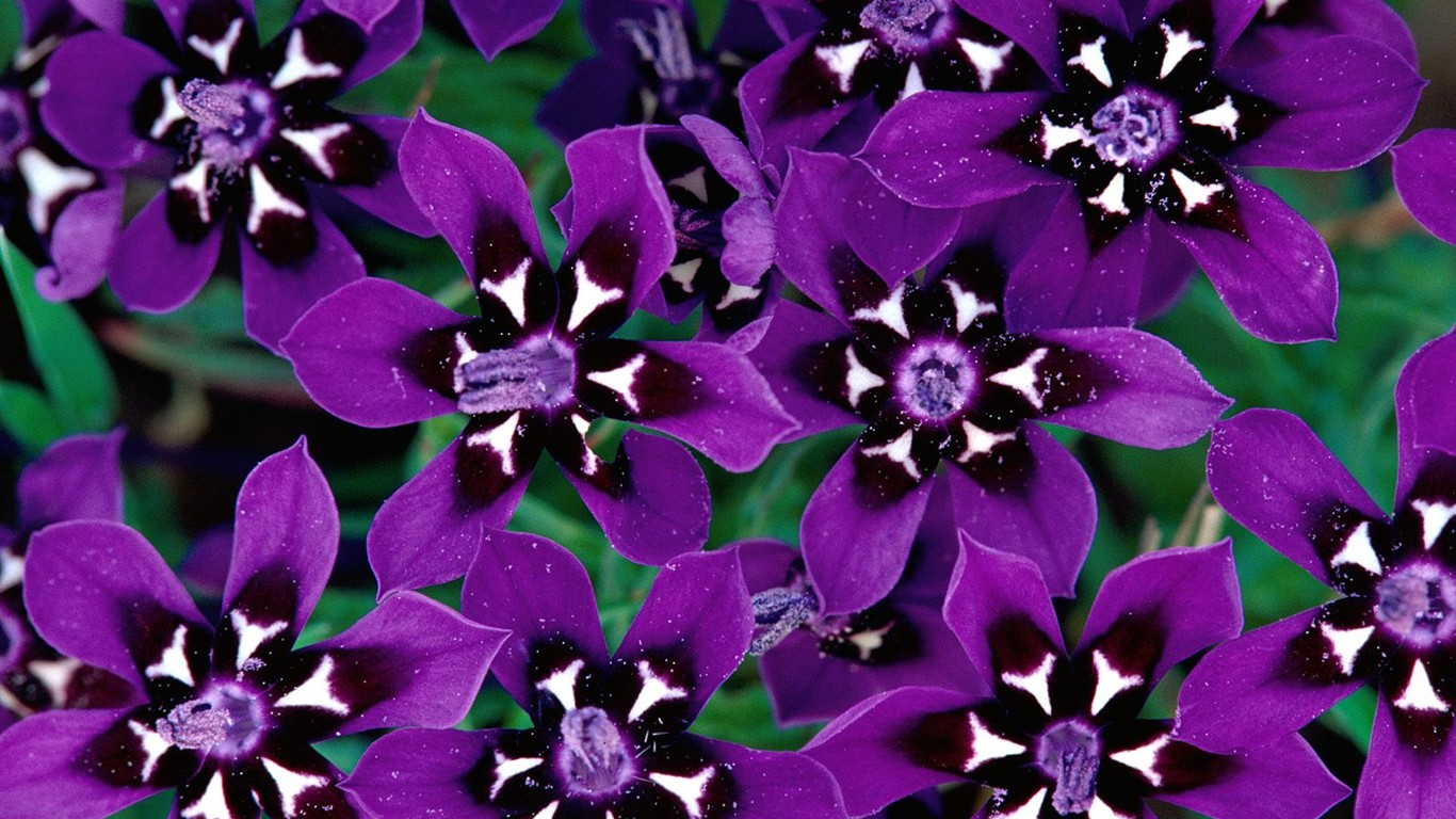 美麗鮮花桌面壁紙(一) #31 - 1366x768