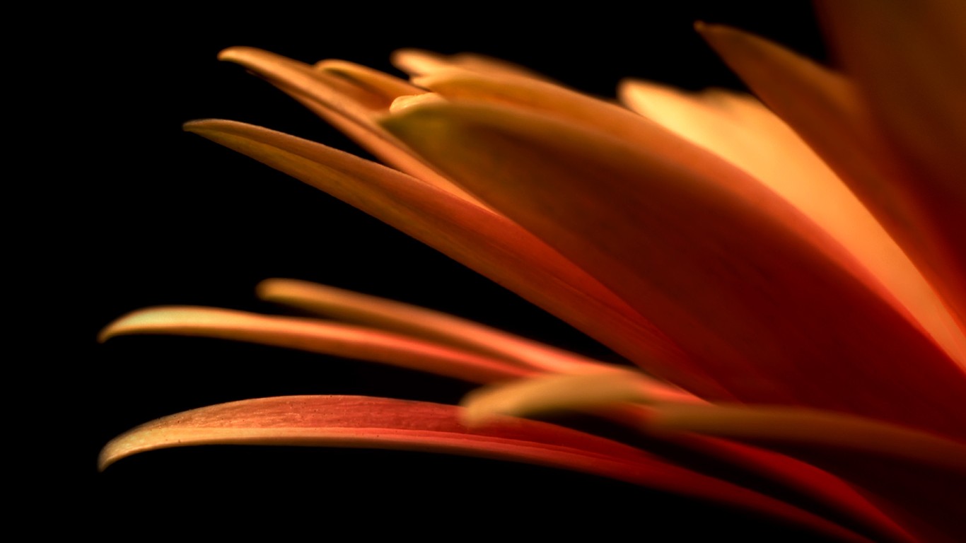 美麗鮮花桌面壁紙(一) #34 - 1366x768