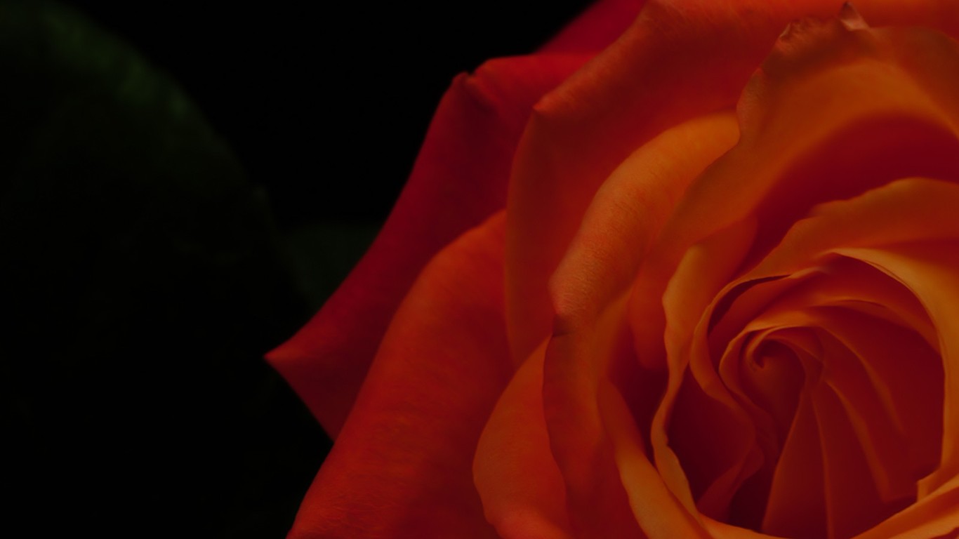 美麗鮮花桌面壁紙(一) #36 - 1366x768