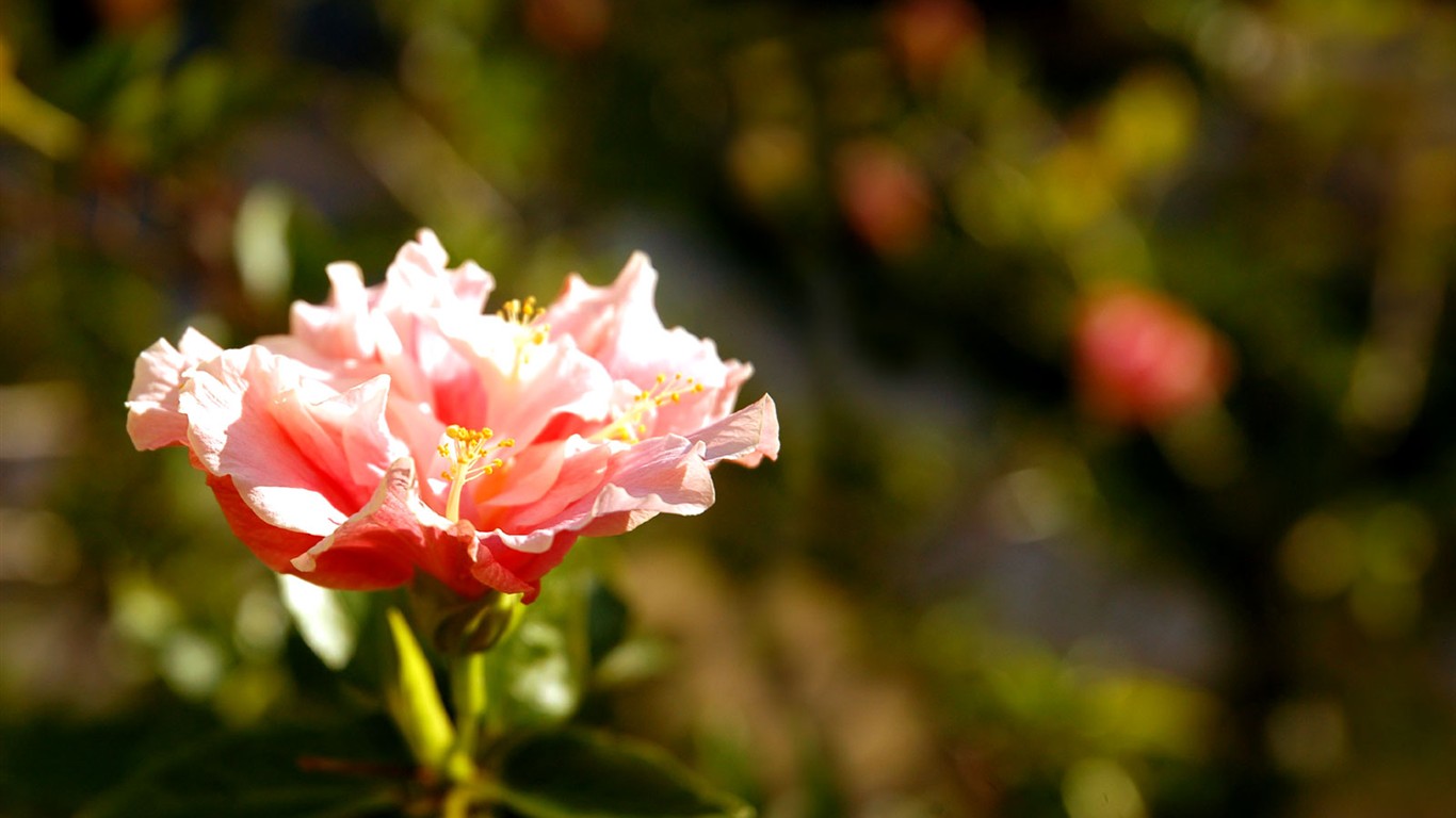 Beautiful Flowers wallpaper (1) #37 - 1366x768