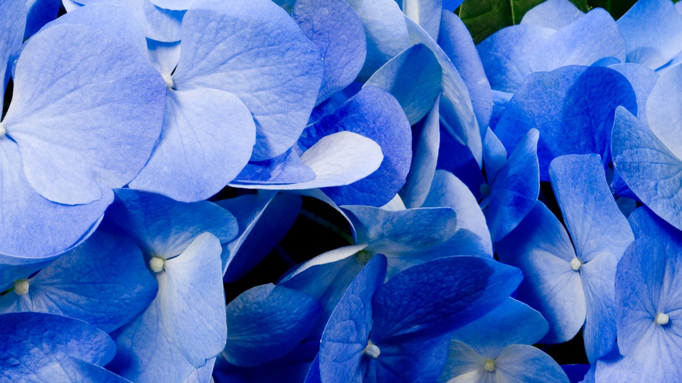 Beautiful Flowers wallpaper (1) #38 - 1366x768