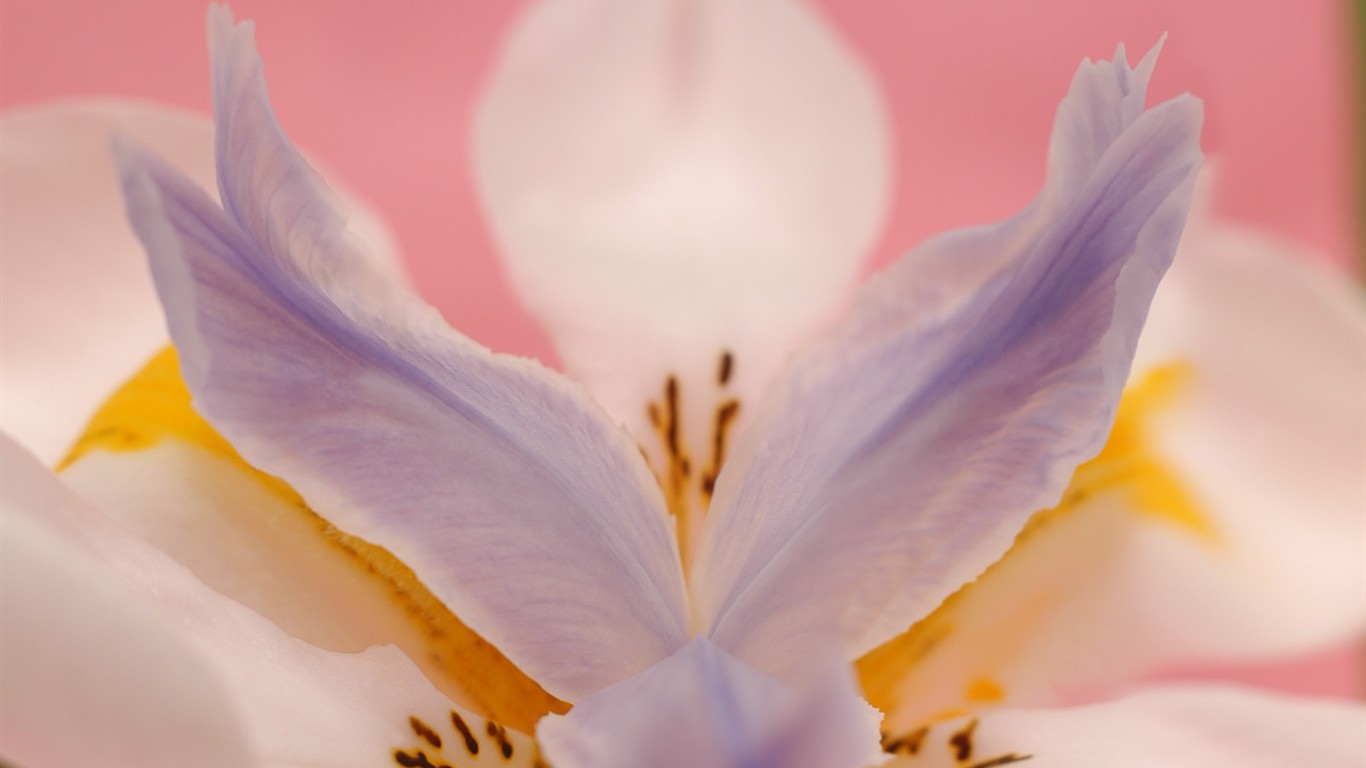 美丽鲜花桌面壁纸(一)39 - 1366x768