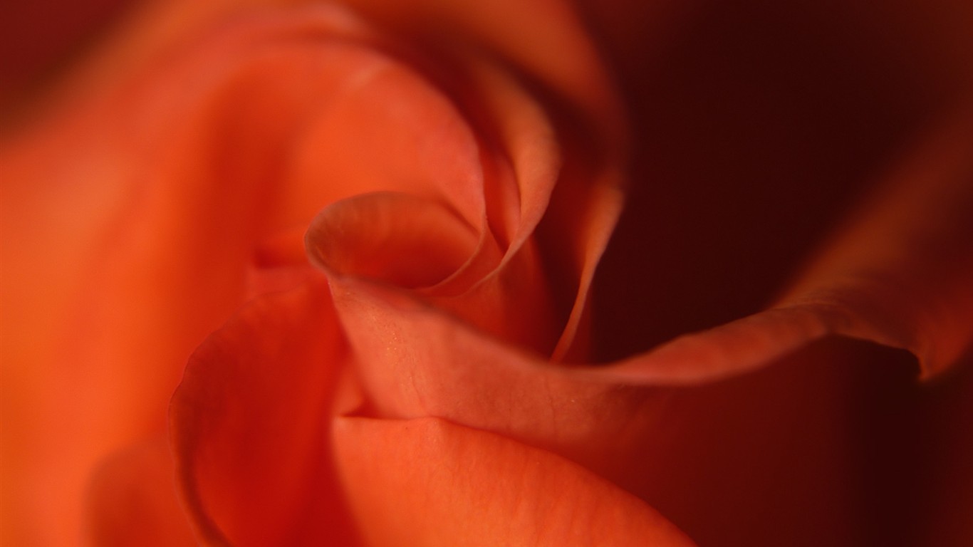 Belles fleurs fonds d'écran (1) #40 - 1366x768