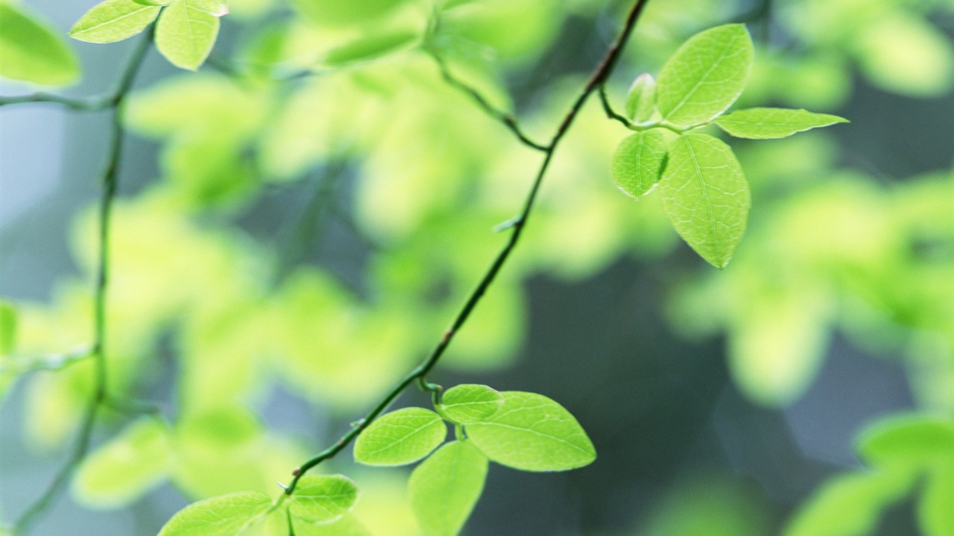 Fresh green leaf wallpaper (2) #1 - 1366x768