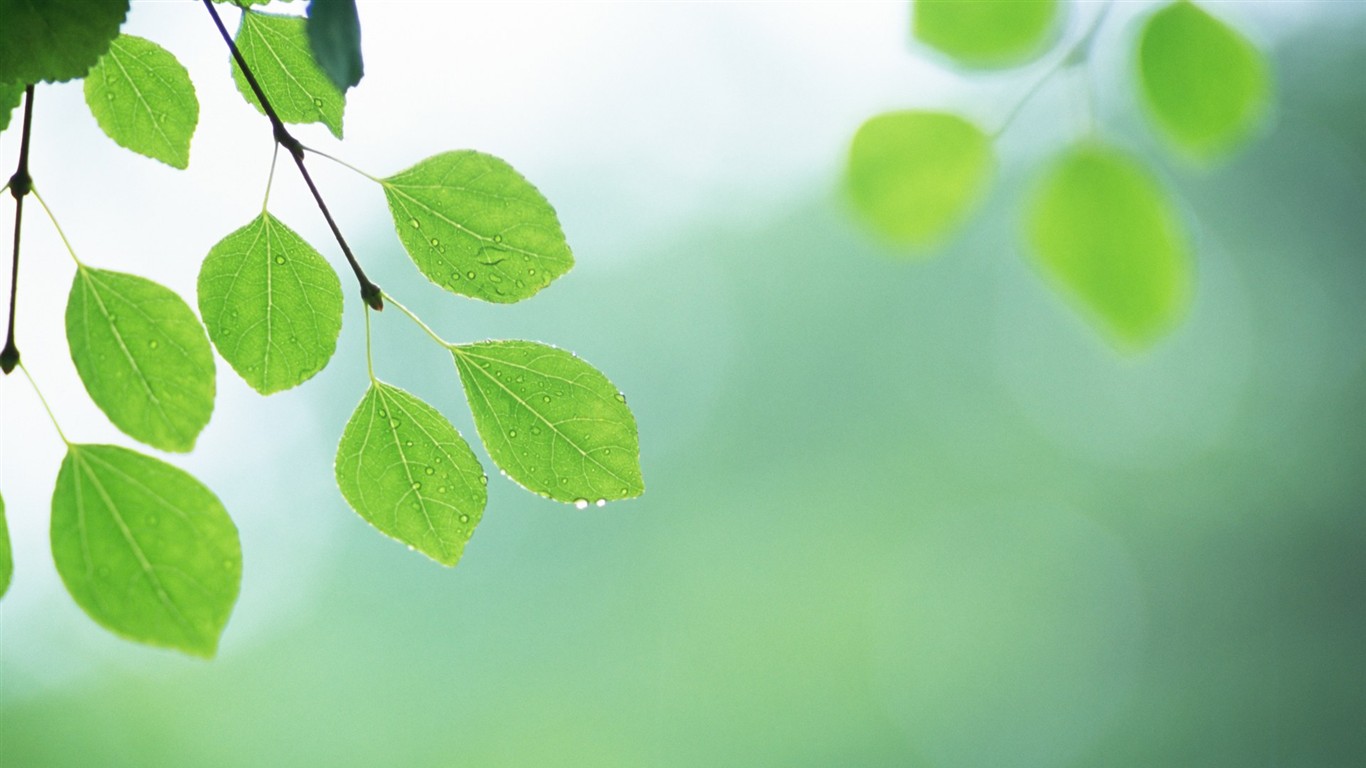 Fresh green leaf wallpaper (2) #3 - 1366x768