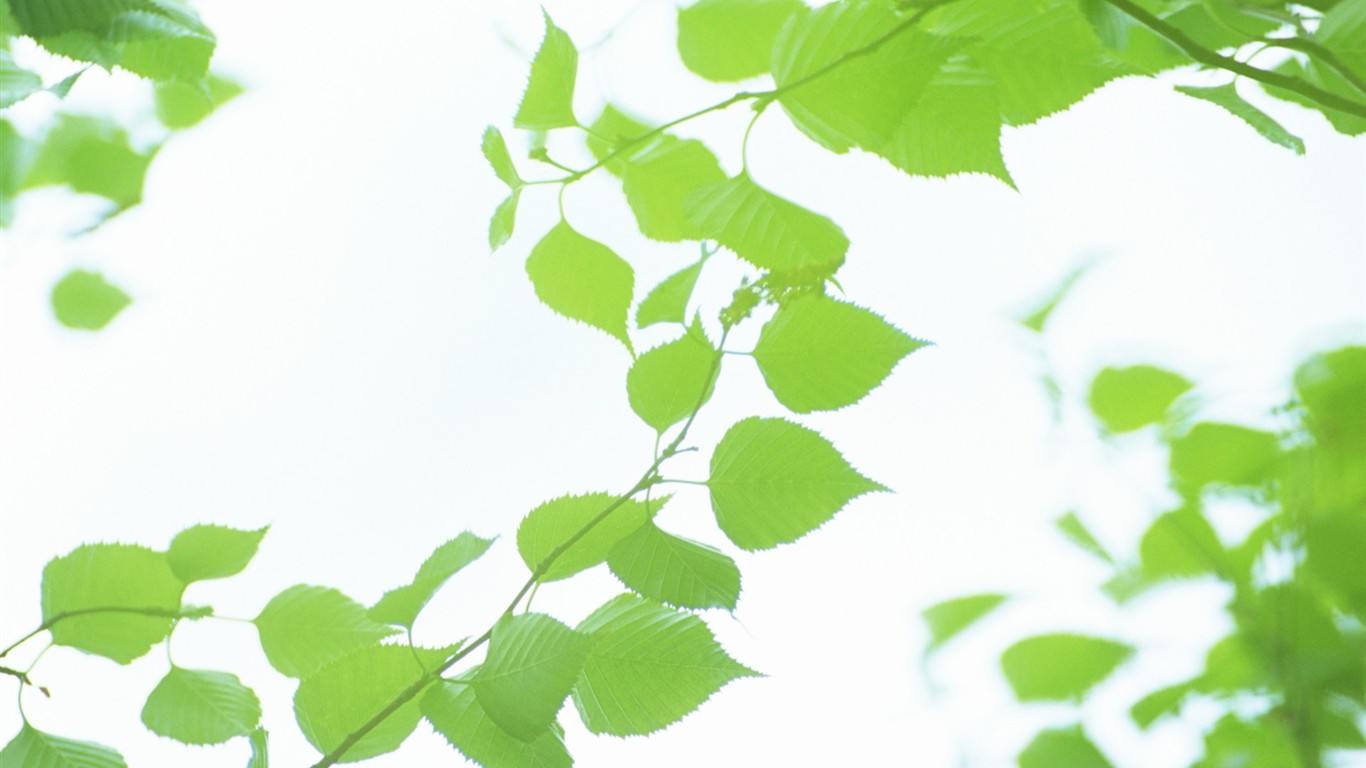 Fresh green leaf wallpaper (2) #5 - 1366x768