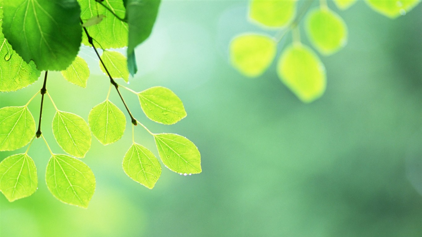 Fresh green leaf wallpaper (2) #6 - 1366x768