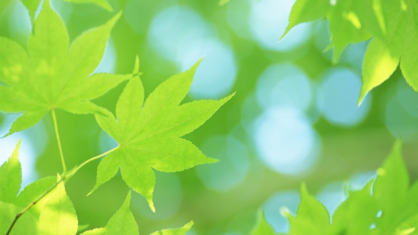 Fresh green leaf wallpaper (2) #7 - 1366x768