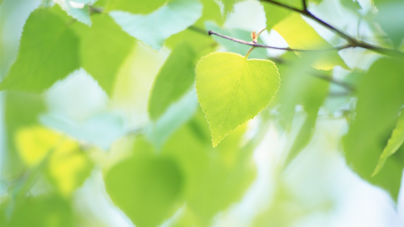 Fresh green leaf wallpaper (2) #8 - 1366x768