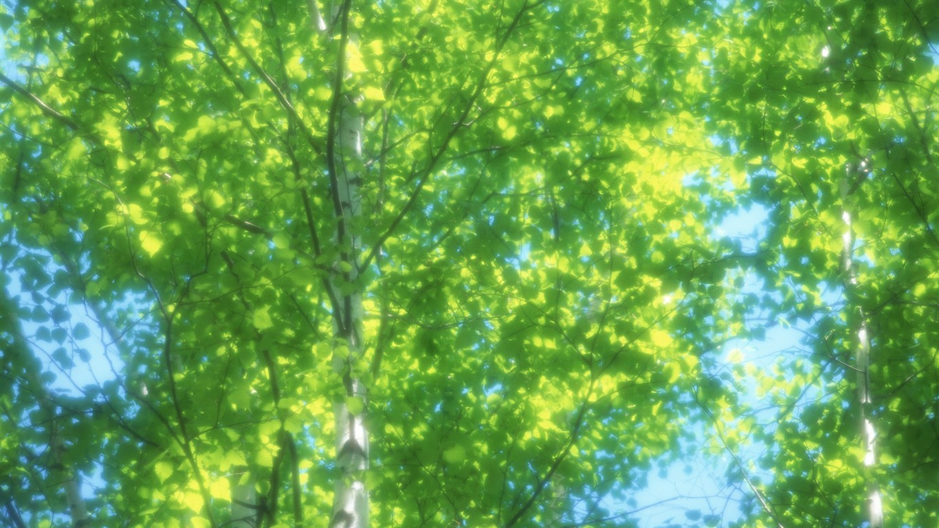 清新綠葉壁紙專輯(二) #11 - 1366x768