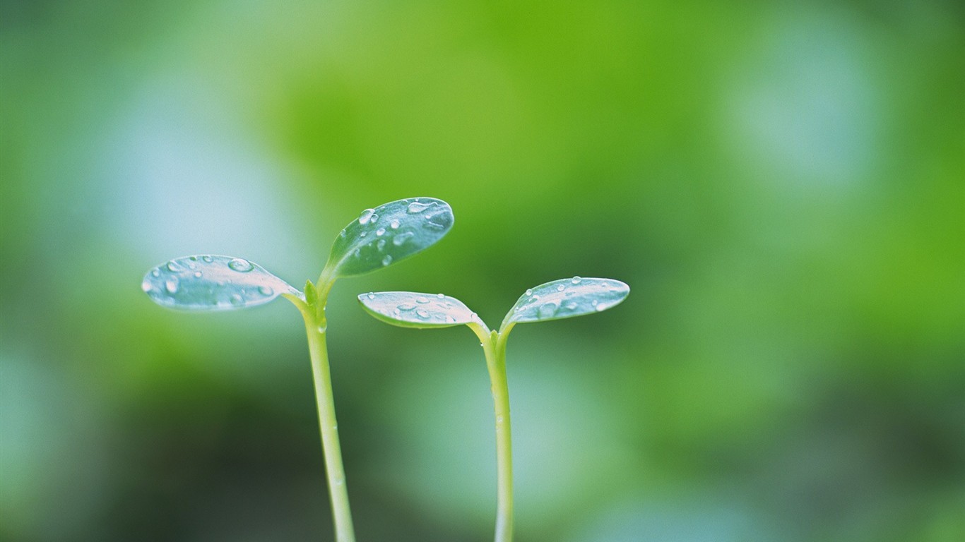 Fresh green leaf wallpaper (2) #13 - 1366x768