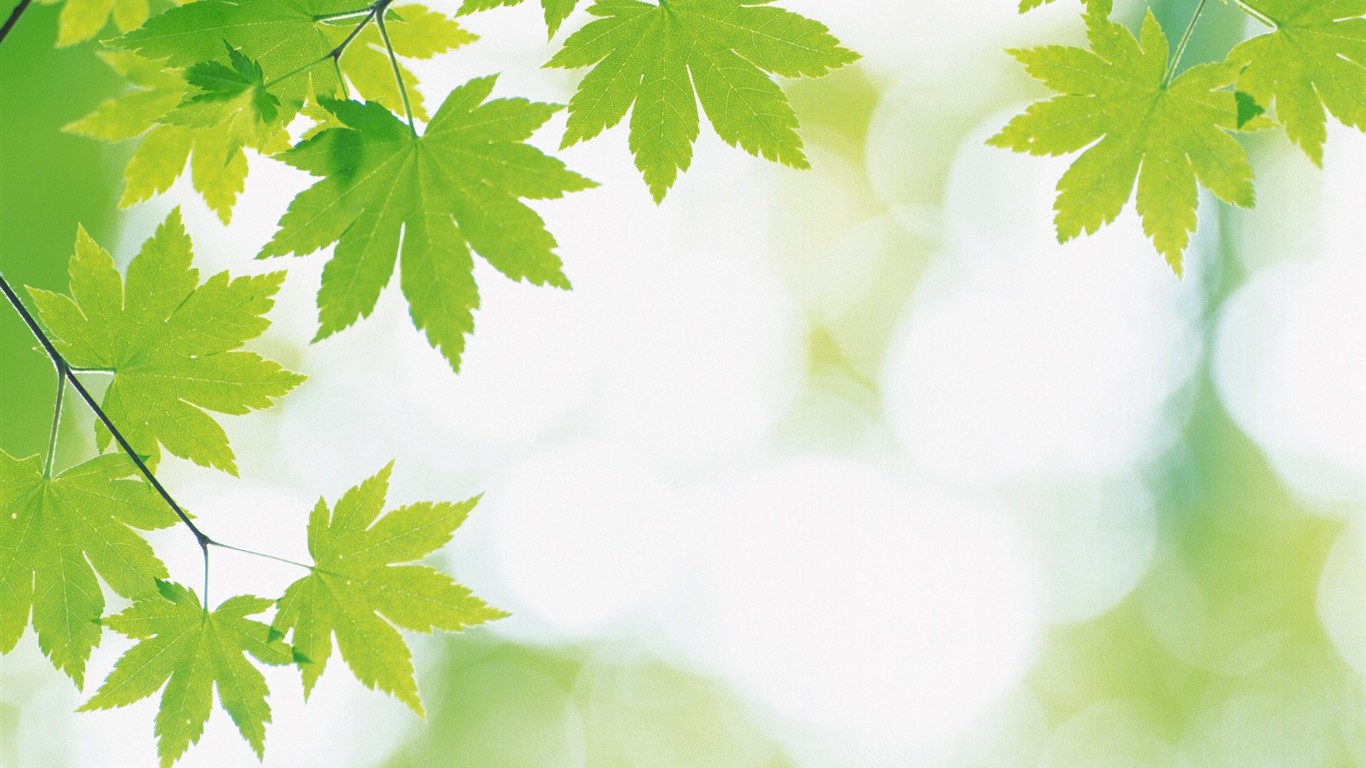 Fresh green leaf wallpaper (2) #14 - 1366x768