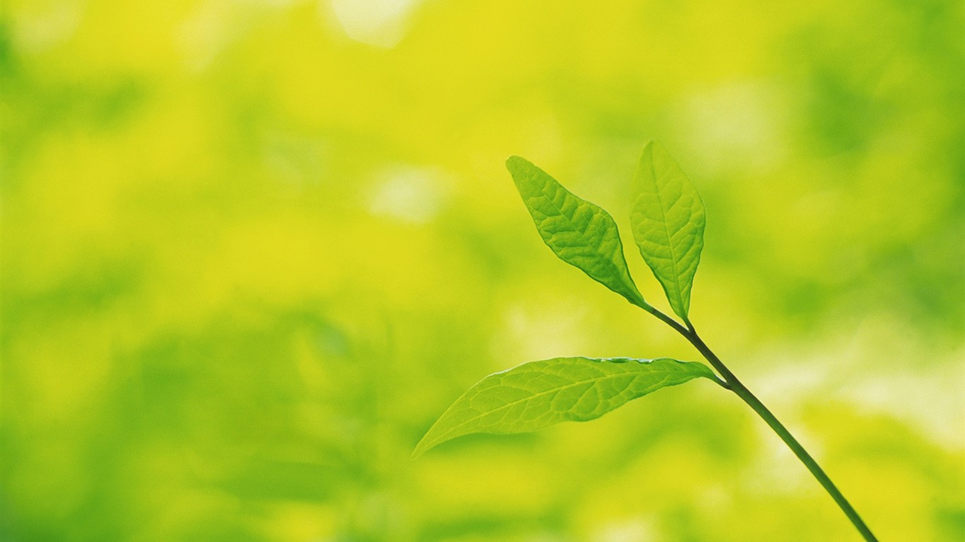 清新綠葉壁紙專輯(二) #16 - 1366x768