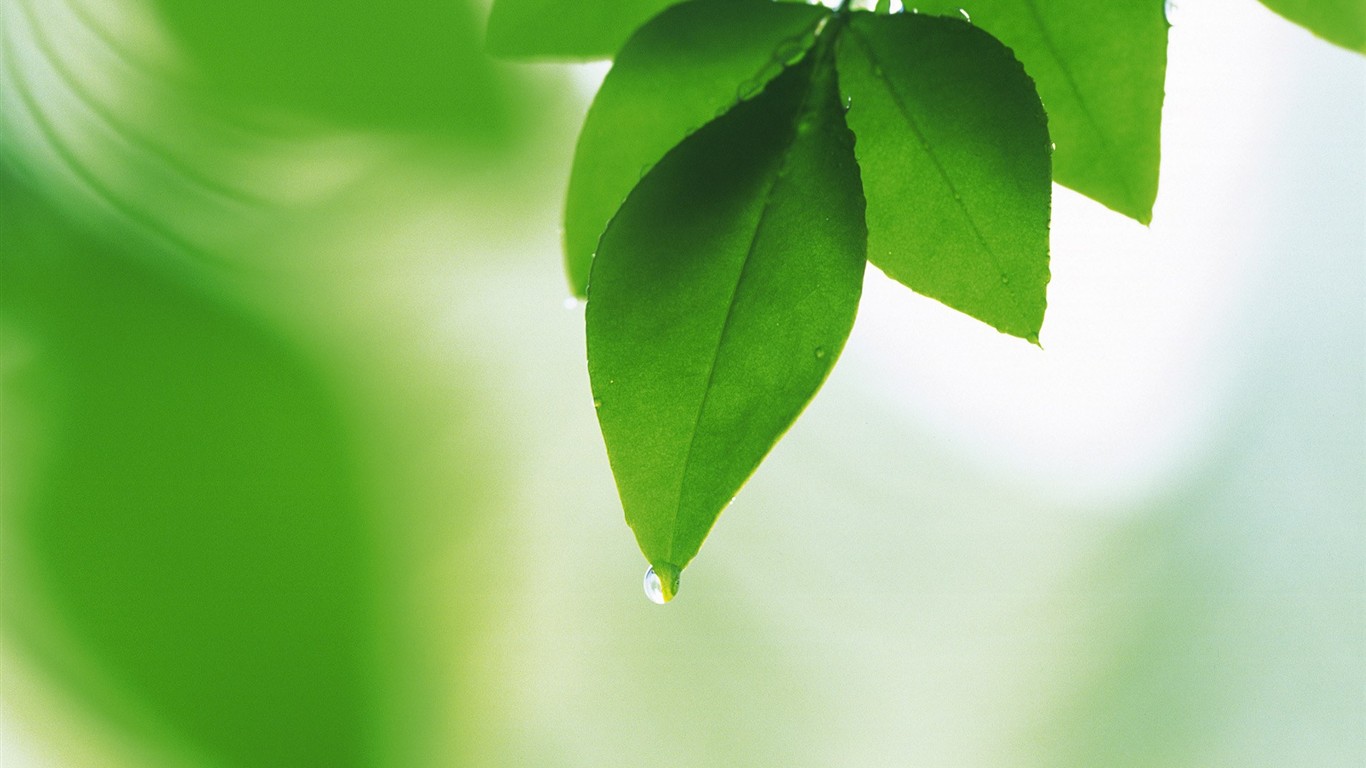 Fresh green leaf wallpaper (2) #19 - 1366x768