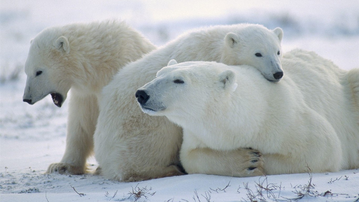 Animal Wallpaper Collection (5) #5 - 1366x768