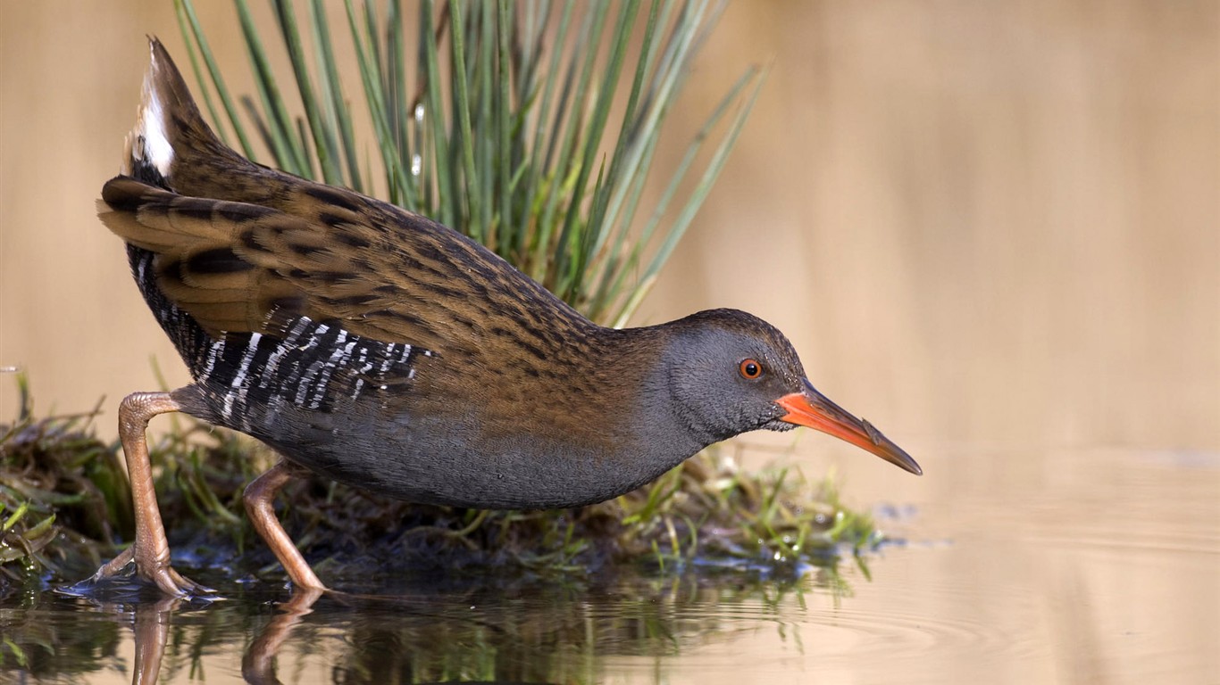 HD Animaux Fonds d'écran Collection (2) #4 - 1366x768