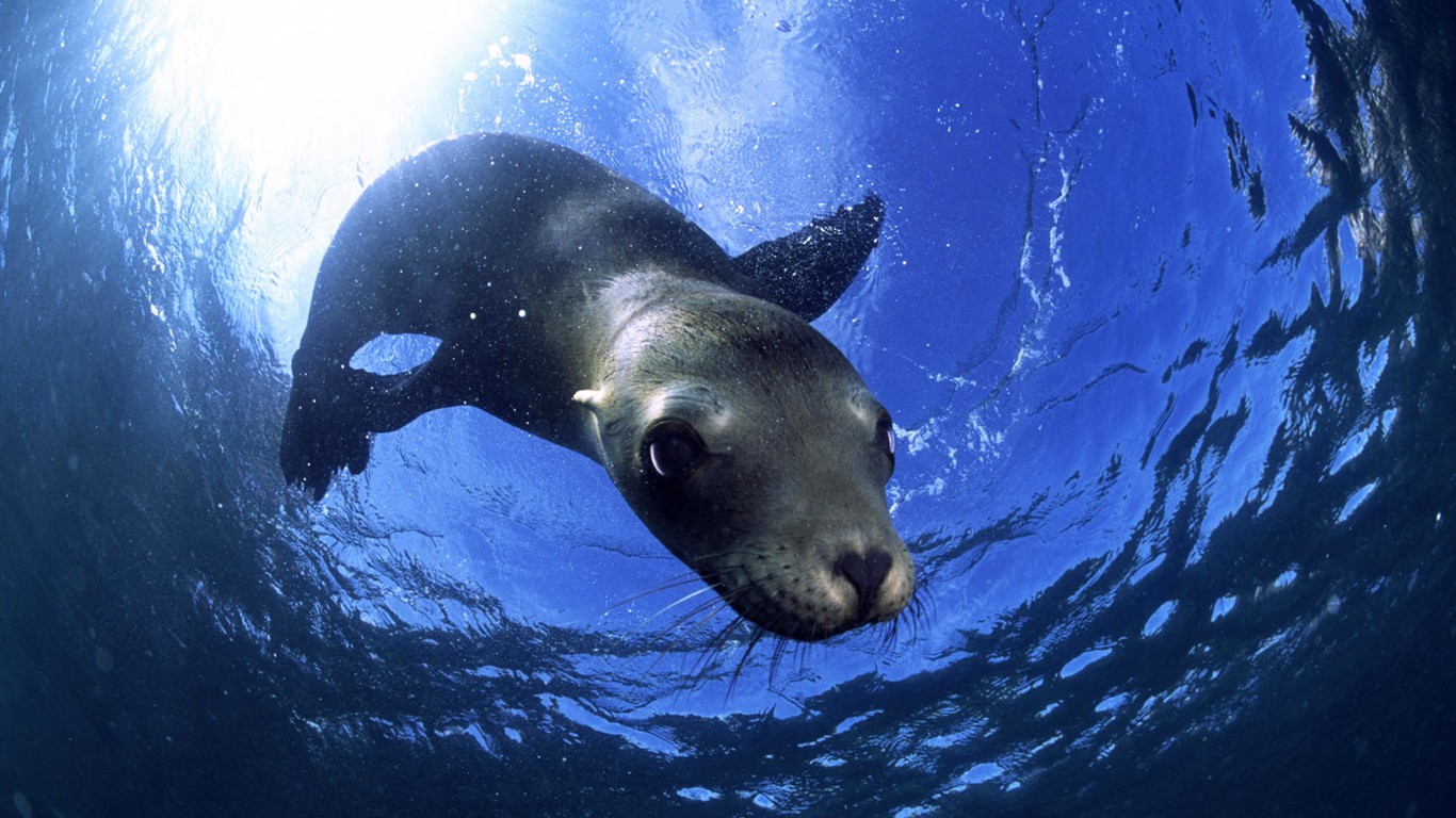 HD Animaux Fonds d'écran Collection (2) #13 - 1366x768