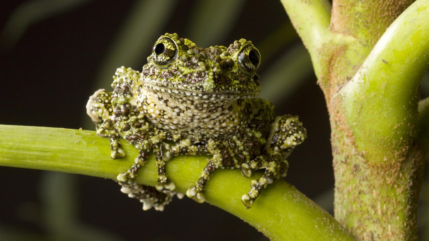 HD Animaux Fonds d'écran Collection (2) #16 - 1366x768