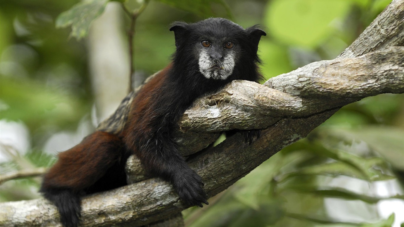 HD Animaux Fonds d'écran Collection (2) #17 - 1366x768