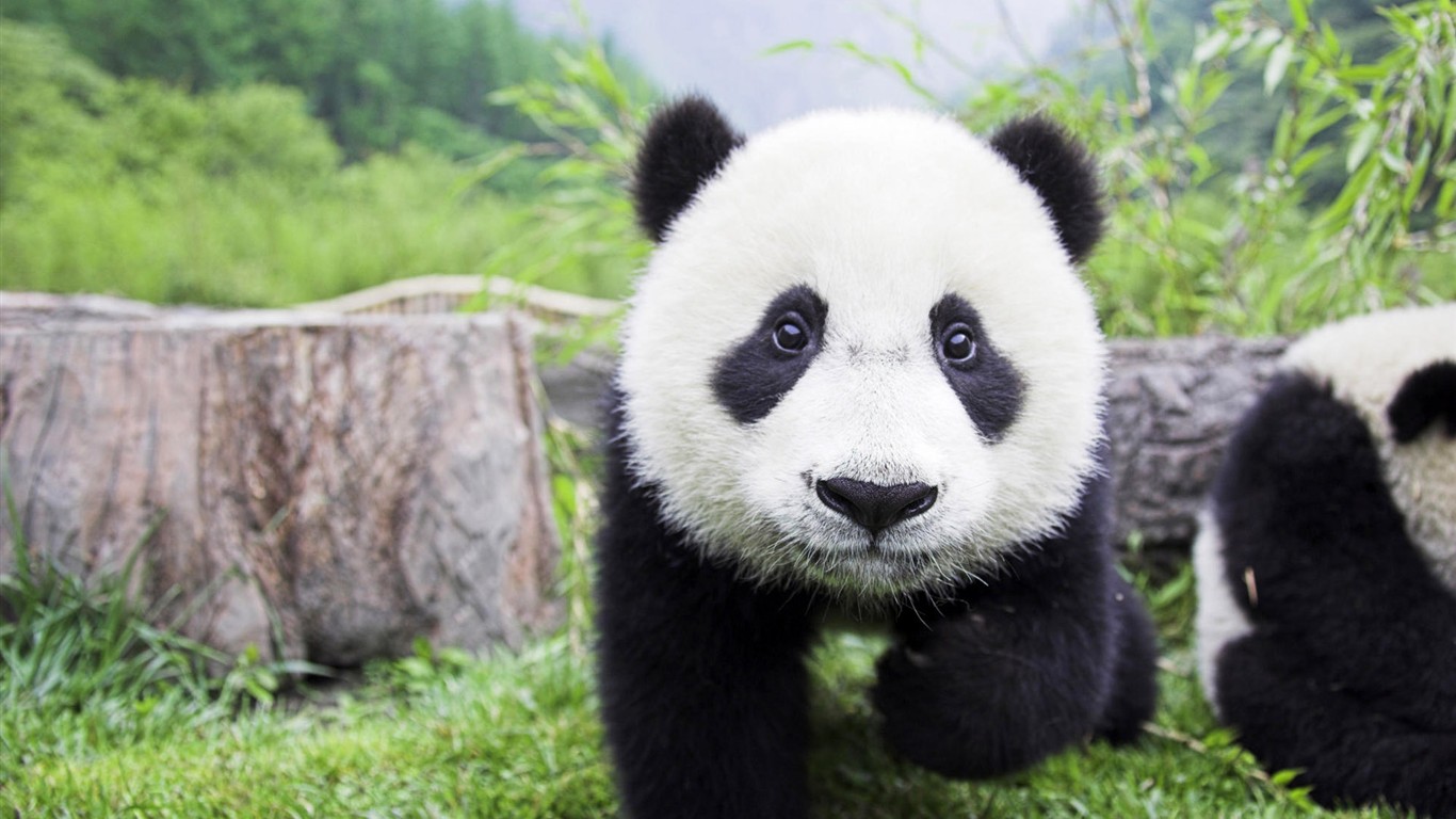高清動物壁紙合集(二) #20 - 1366x768