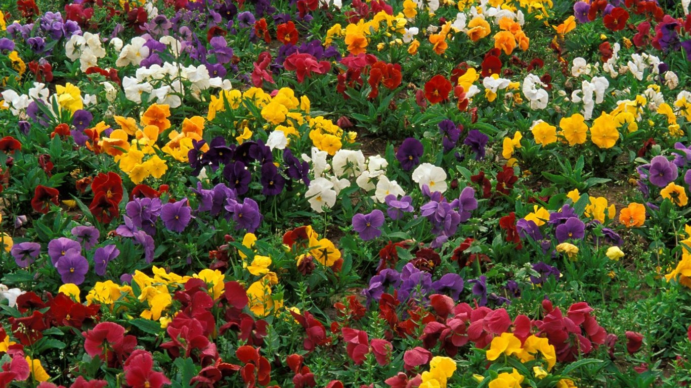 Beautiful Flowers wallpaper (2) #4 - 1366x768