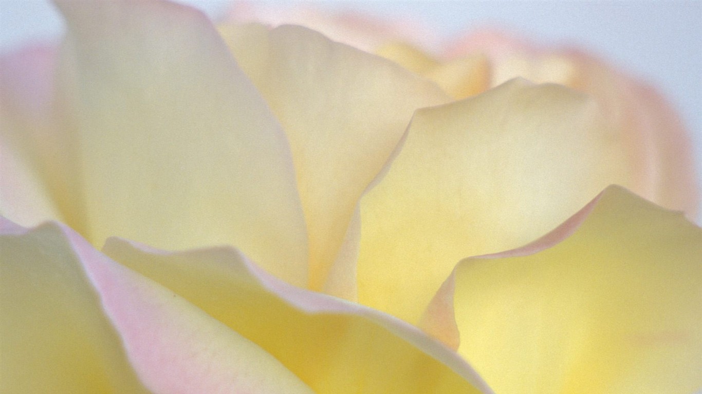 krásné květiny tapety (2) #5 - 1366x768