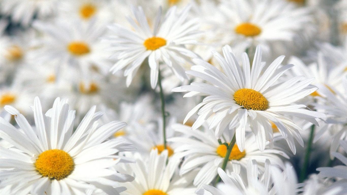 krásné květiny tapety (2) #17 - 1366x768