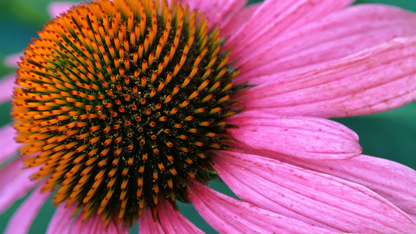 krásné květiny tapety (2) #23 - 1366x768