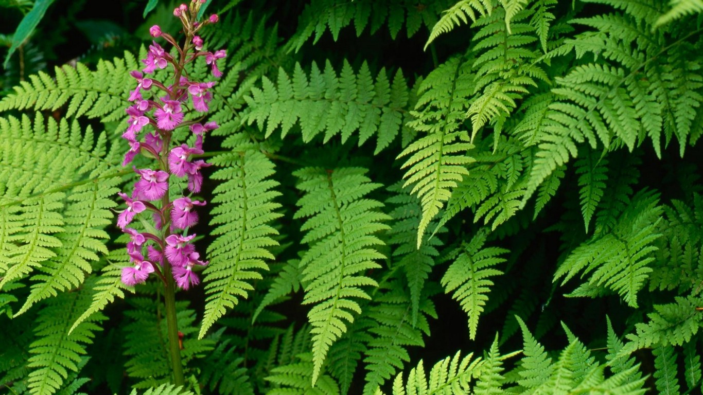 Belles fleurs fonds d'écran (2) #24 - 1366x768