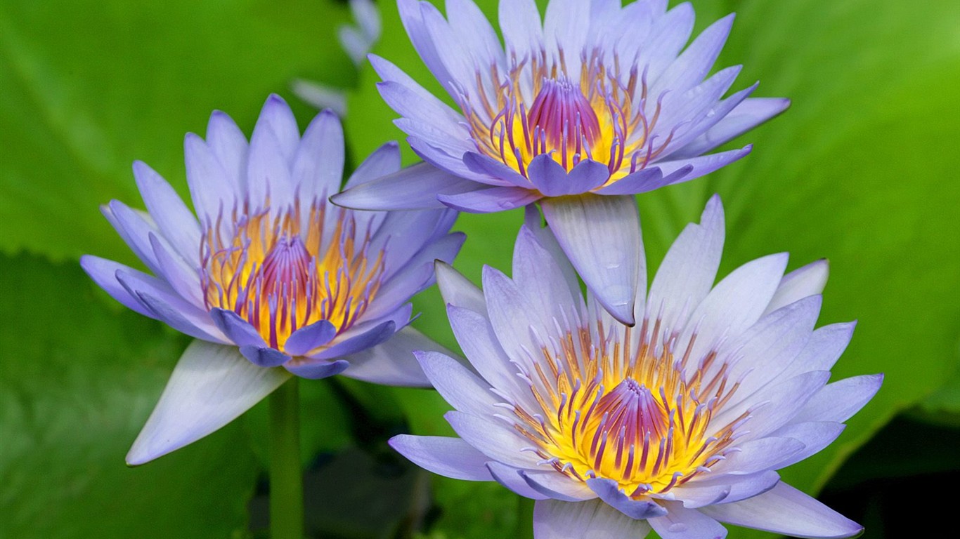 krásné květiny tapety (2) #26 - 1366x768