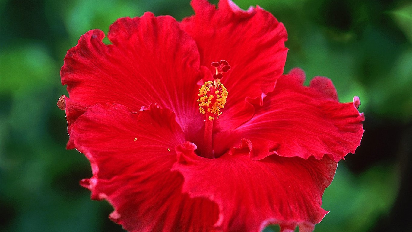 美麗鮮花桌面壁紙(二) #32 - 1366x768