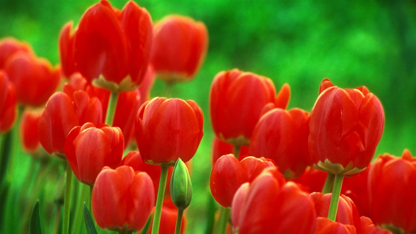 美麗鮮花桌面壁紙(二) #36 - 1366x768