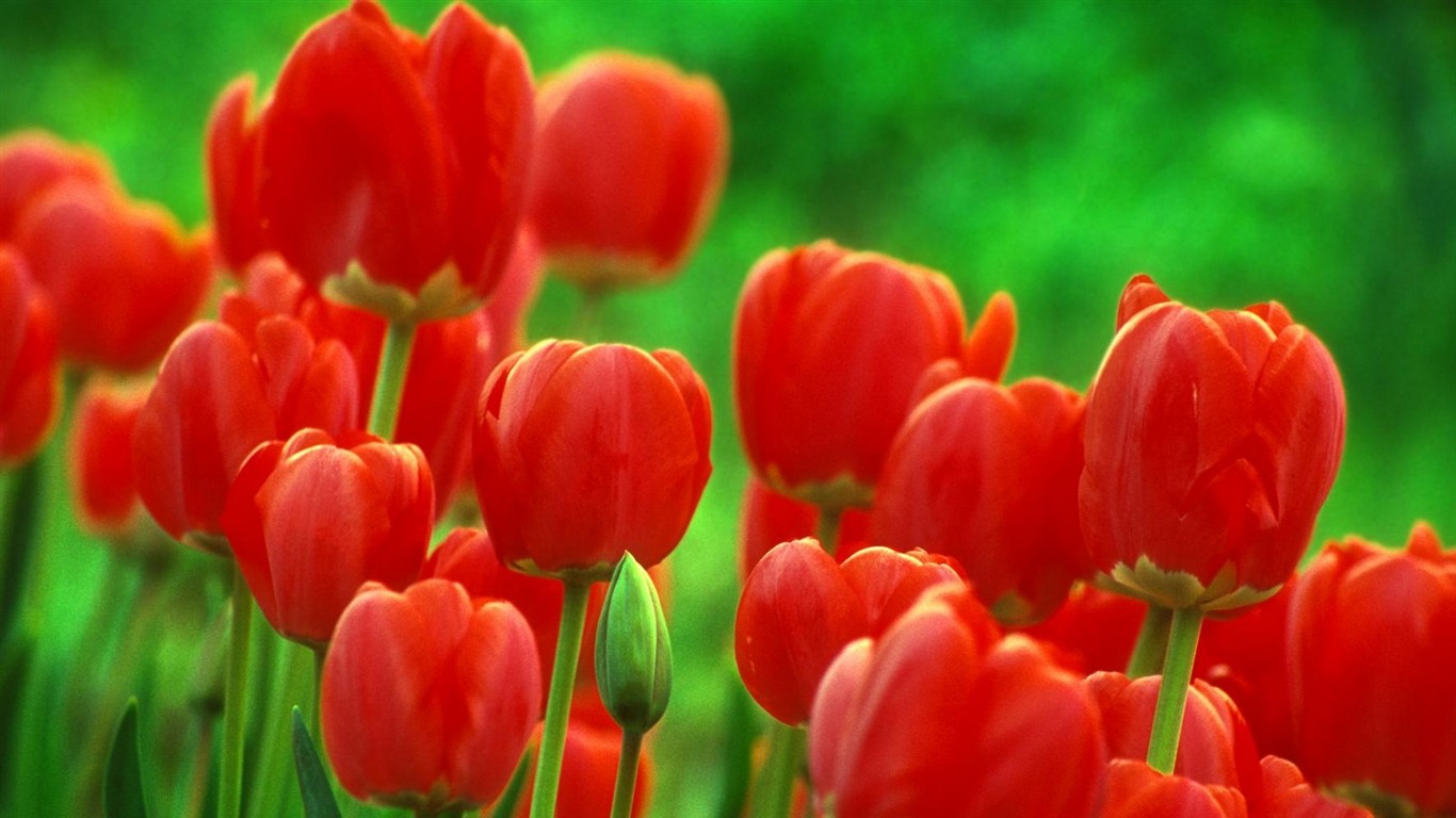 Hermoso fondo de pantalla Flores (2) #36 - 1366x768