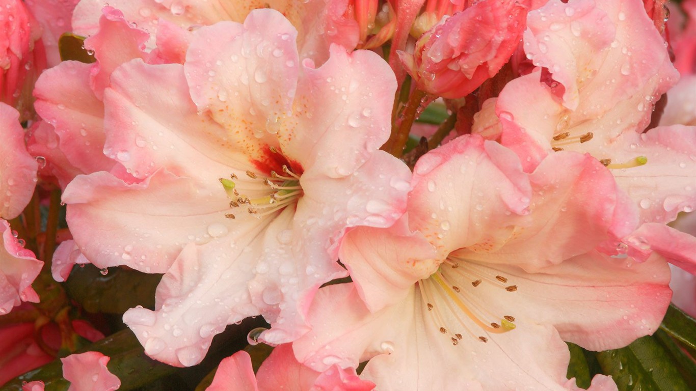 美麗鮮花桌面壁紙(二) #38 - 1366x768