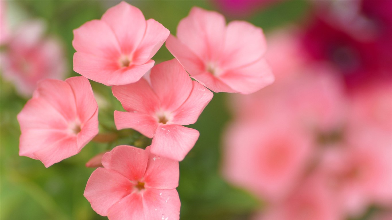 燦爛花朵特寫壁紙 #1 - 1366x768