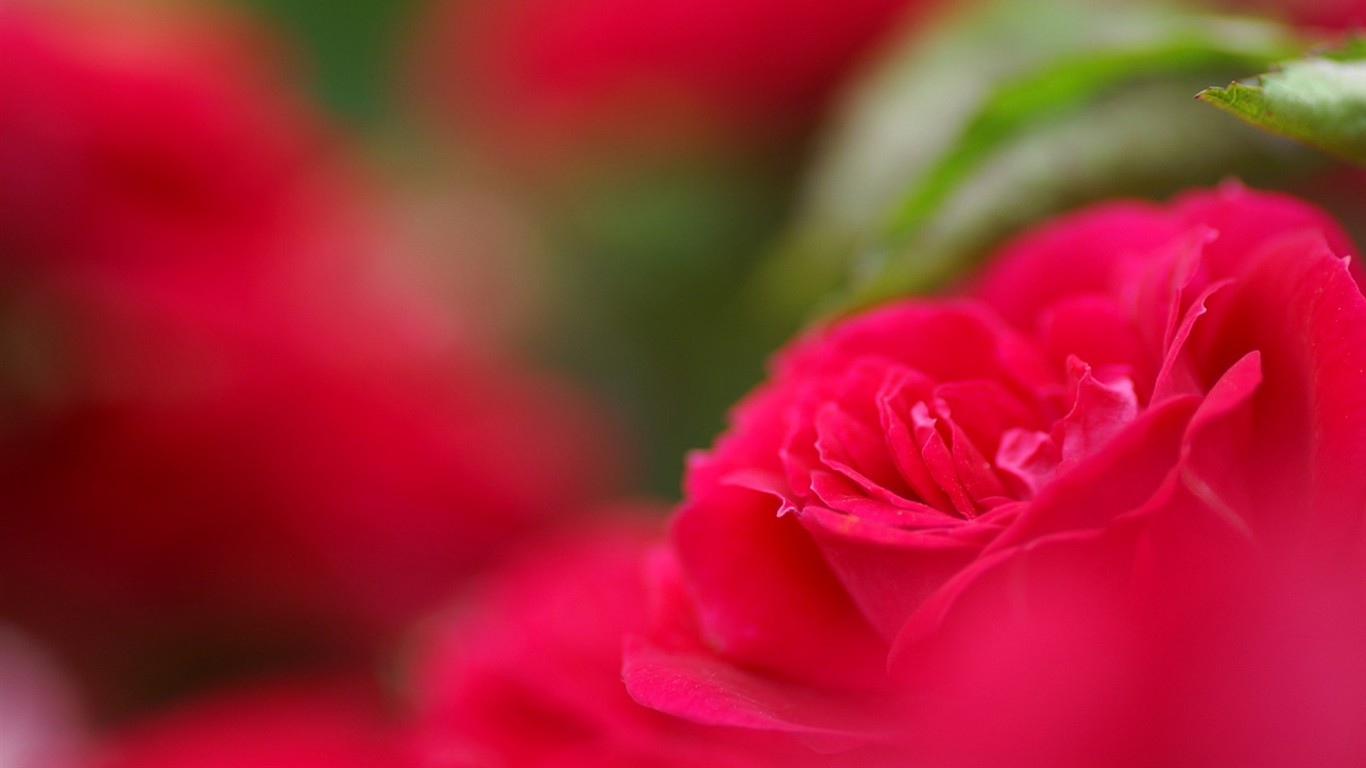 燦爛花朵特寫壁紙 #3 - 1366x768